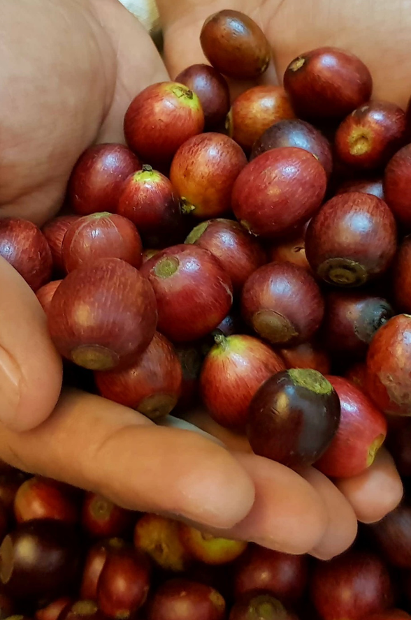 CQI ROBUSTA FOR ARABICA LOVERS
