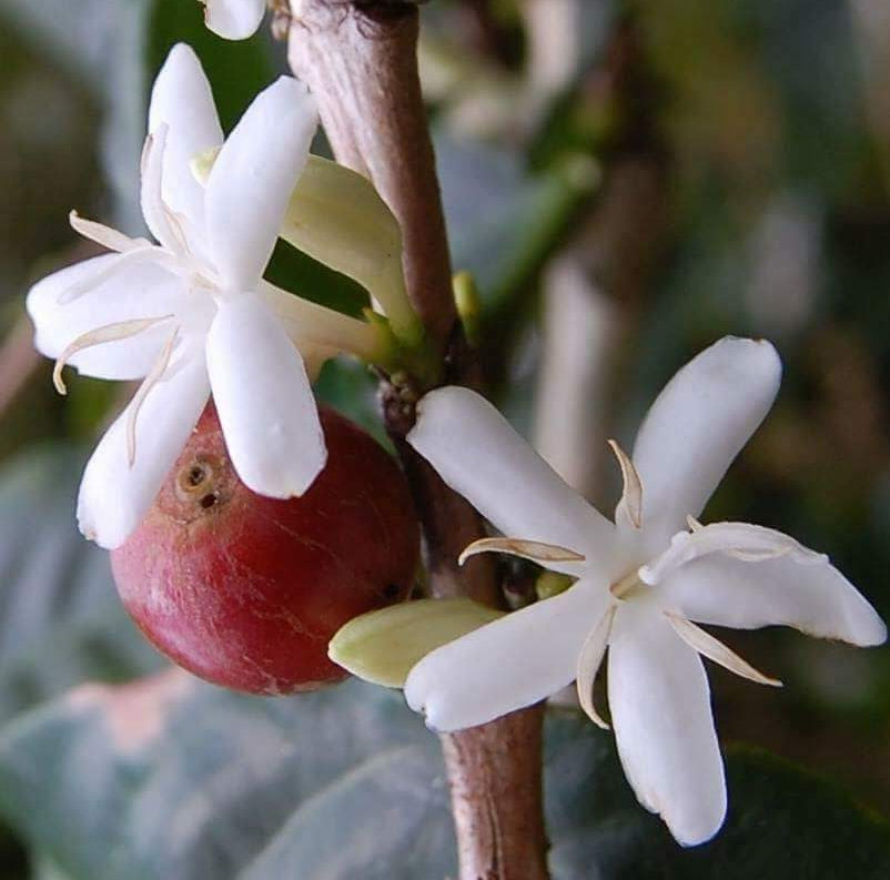 SCA Green Coffee Professional, TBD