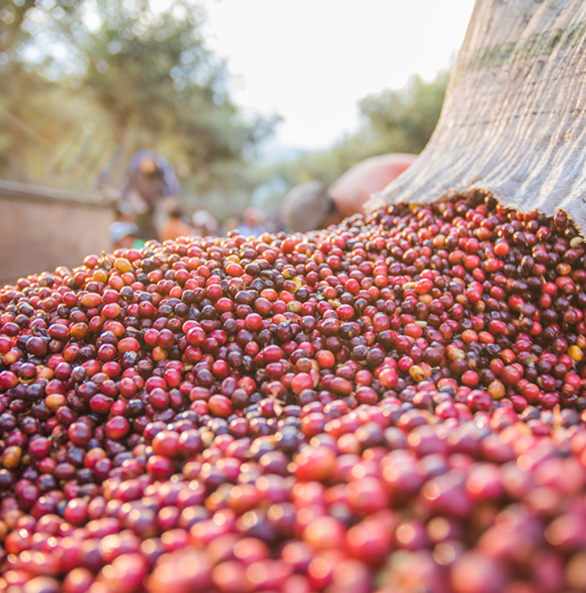 SCA GREEN COFFEE FOUNDATION