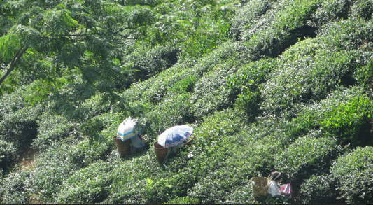 CAMELLIA SINENSIS FOUNDATION