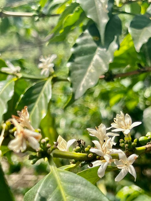 Es una variedad, es un cultivar, qué es?