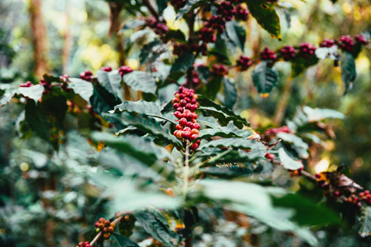 Corporate Social Responsibility and Modern Coffee Companies’ Supply Chain