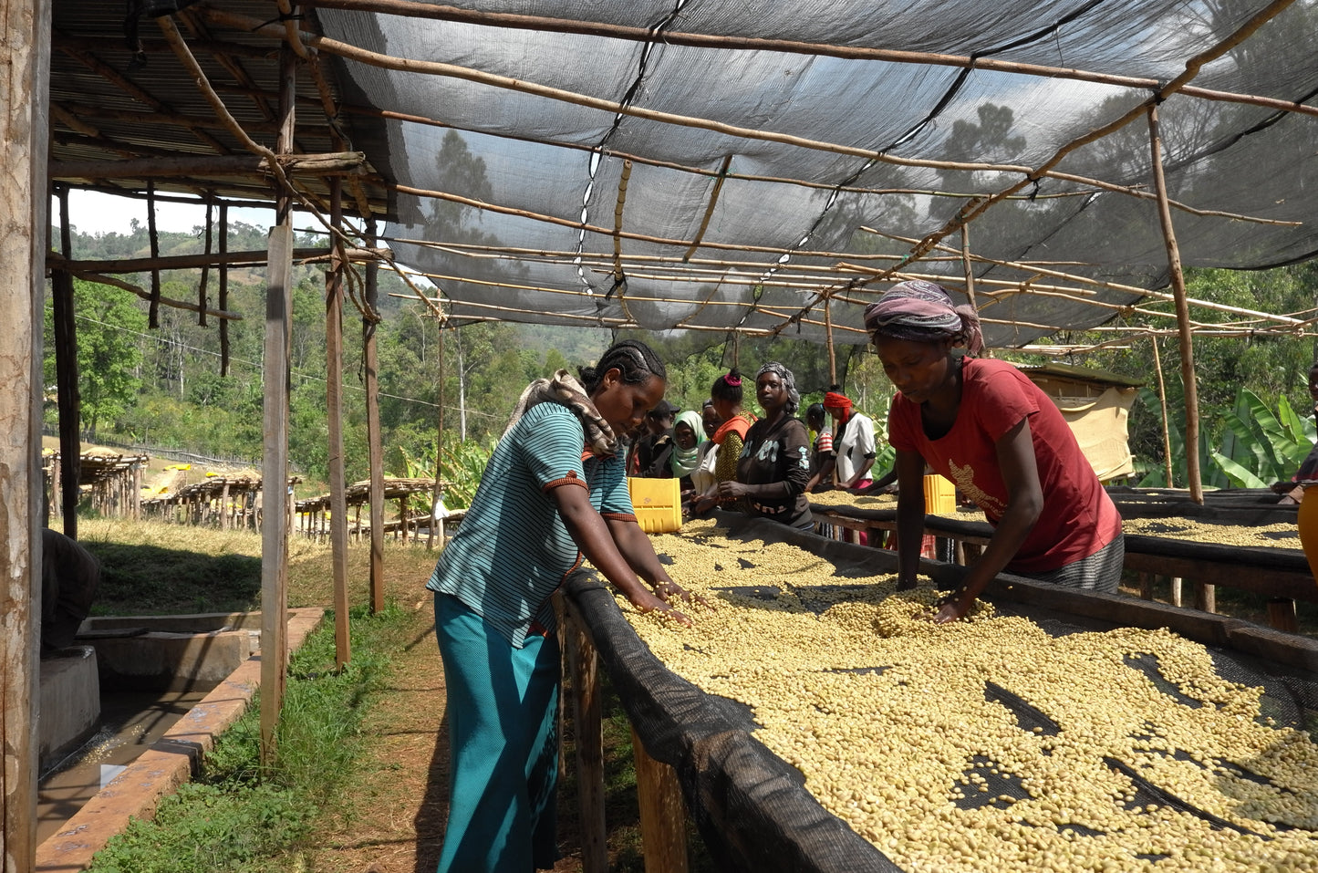 Ethiopia, Heleanna Georgalis, Special Fermentation