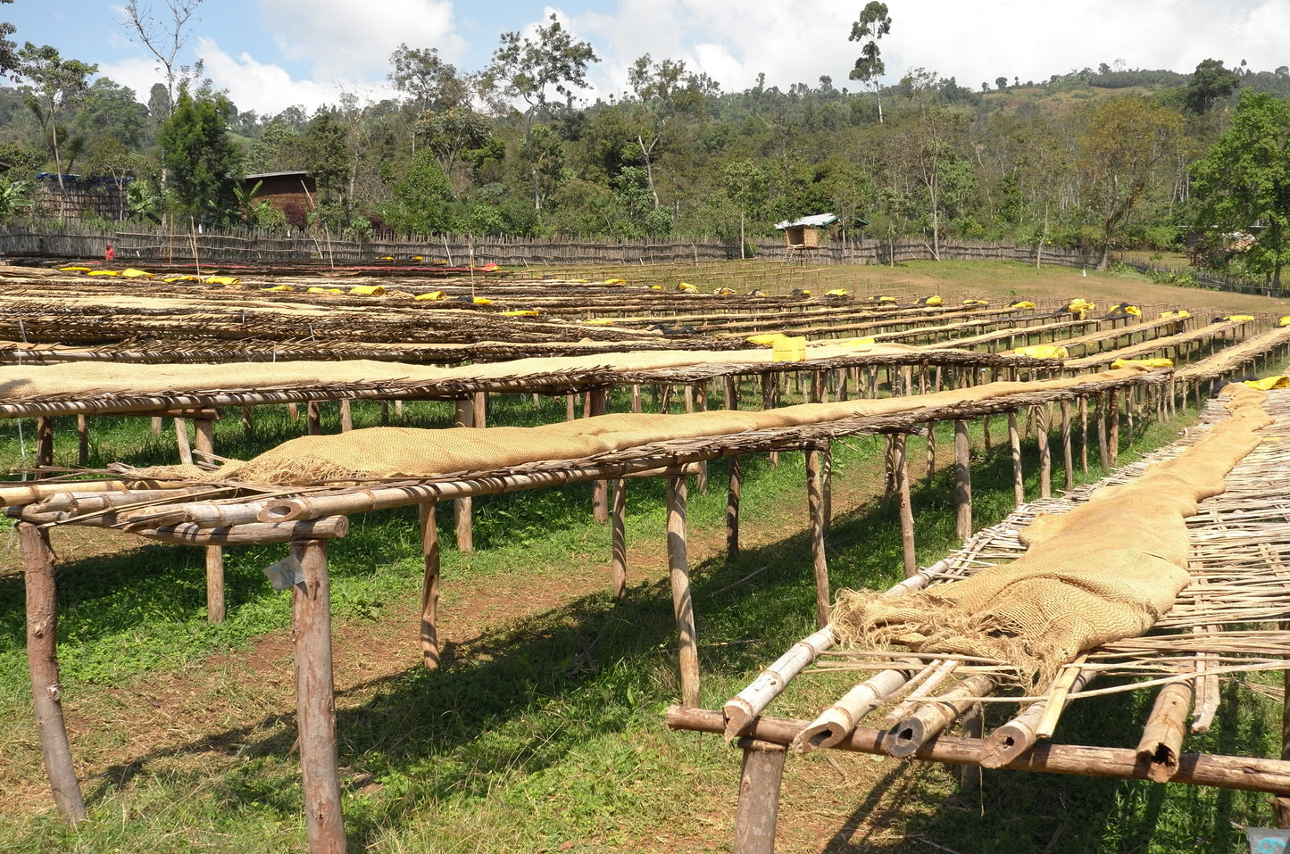 Ethiopia, Heleanna Georgalis, Special Fermentation