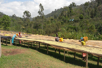 Ethiopia, Heleanna Georgalis, Special Fermentation