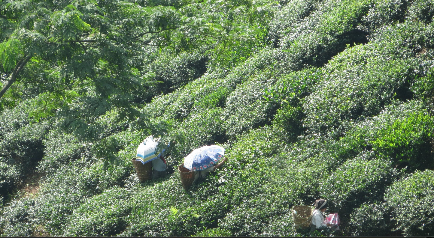 Fundación Camellia Sinensis