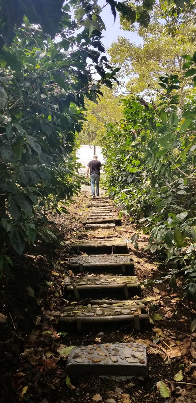 De la semilla a la copa: el camino del tostador