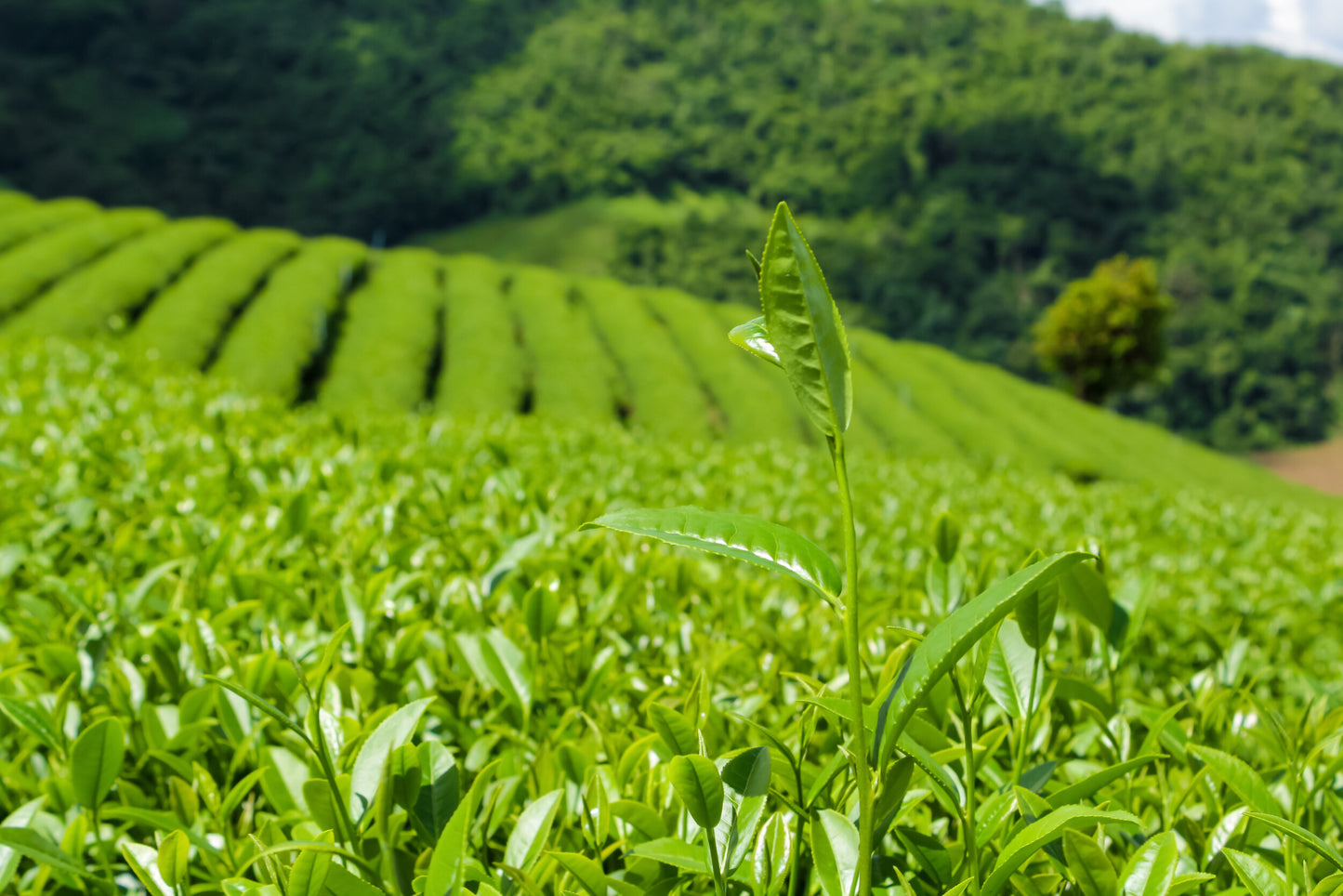 Introducción al té Asociación europea de tés especiales