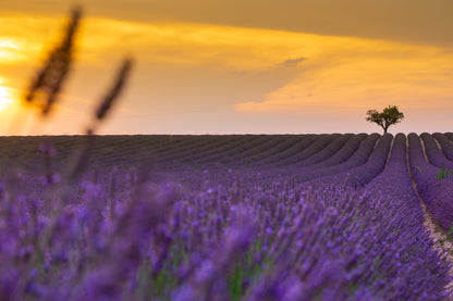 Botanicals Foundation, Speciality Tea Association of Europe